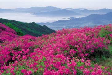 आज से खुली विश्व धरोहर फूलों की घाटी, अभी पर्यटकों के प्रवेश पर रोक
