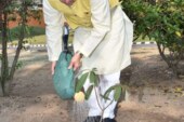 सीएम धामी ने किया मुख्यमंत्री आवास परिसर में बुरांश के पौधे का रोपण 