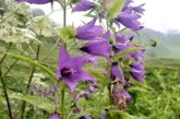 प्रकृति प्रेमियों के लिए 01 जून से खुलेगी फूलों की घाटी